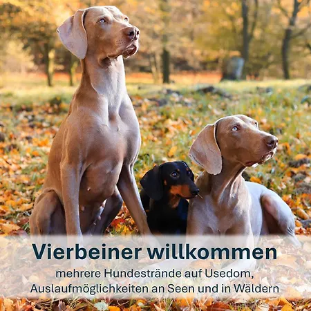 Semesterbostad Mit Reetdach Gerdi