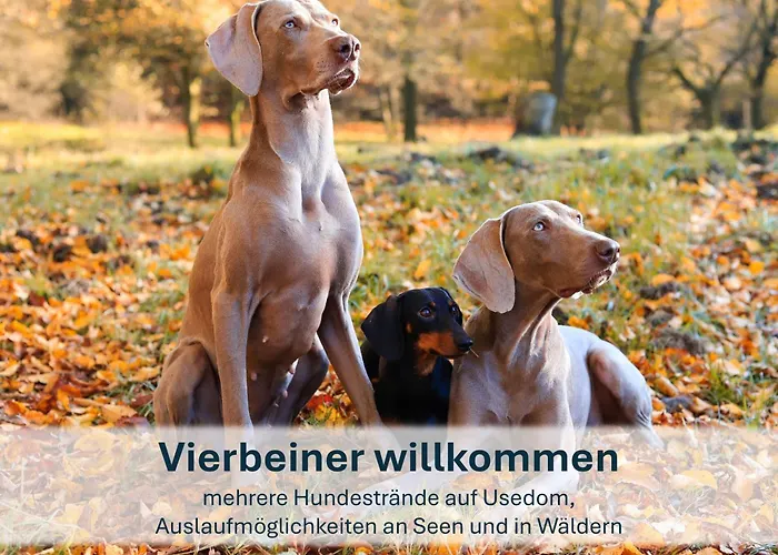 Hébergement de vacances Mit Reetdach Gerdi